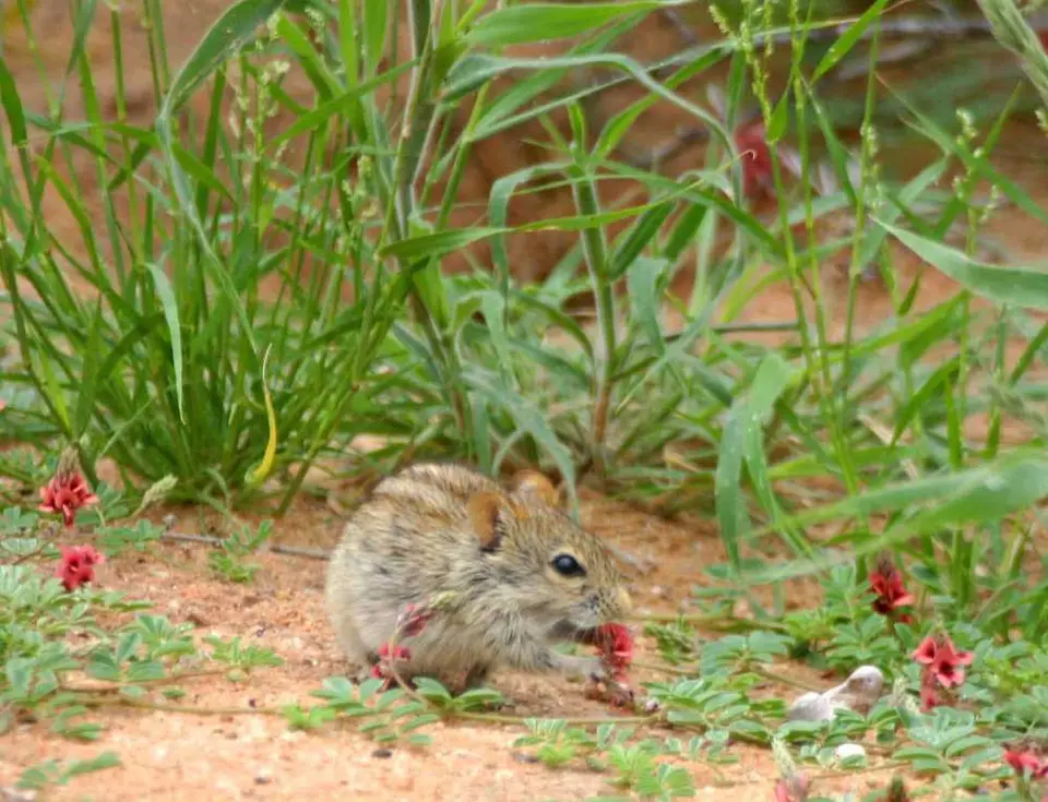 kgalagadi-maus.jpg
