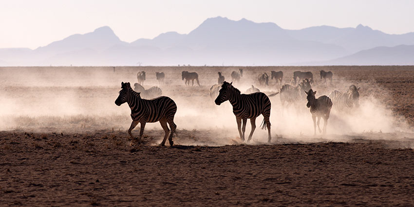 Immer wieder kommen die Zebras an die kleine Wasserstelle und wirbeln Staub auf. Auch wenn die Position der Tiere nicht optimal ist, lässt sich durch Aufhellen und Kontrastverstärkung die Dramatik der Situation erhöhen, und unser Blick bleibt an dem Bild hängen.