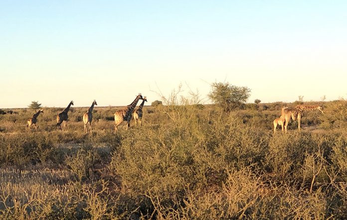 Gondwana Kalahari Park Giraffen