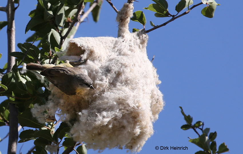 Weißstirn-Beutelmeise Nest