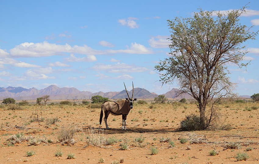 Namibia Oryx-Antilope