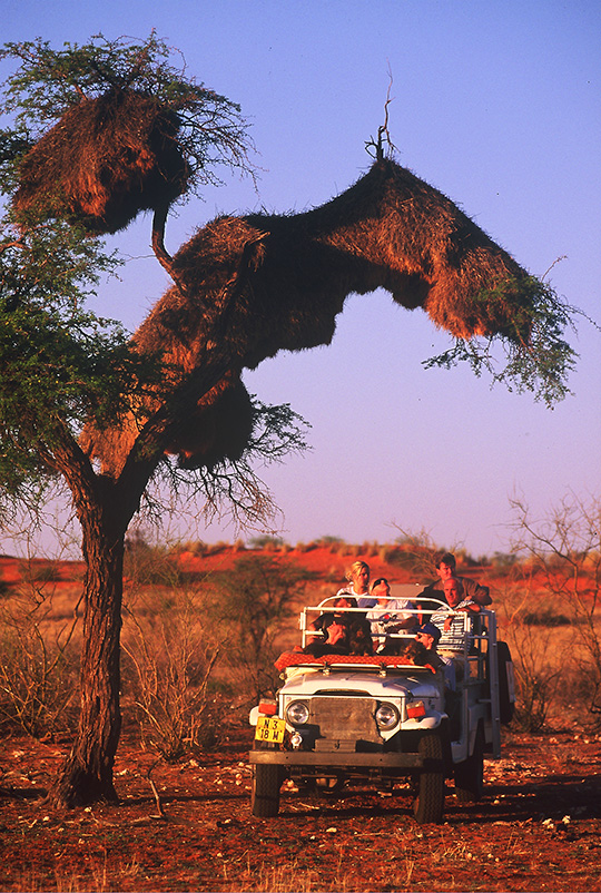 Kalahari Naturfahrt
