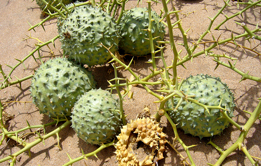 Namib Nara-Melonen