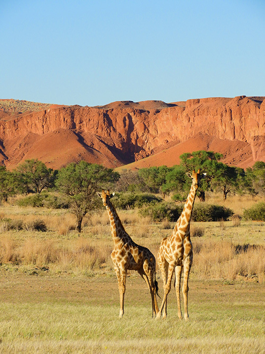 Giraffen Gondwana Namib Park