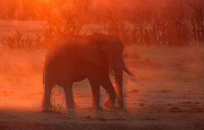 Elefant Sonnenuntergang Namibia