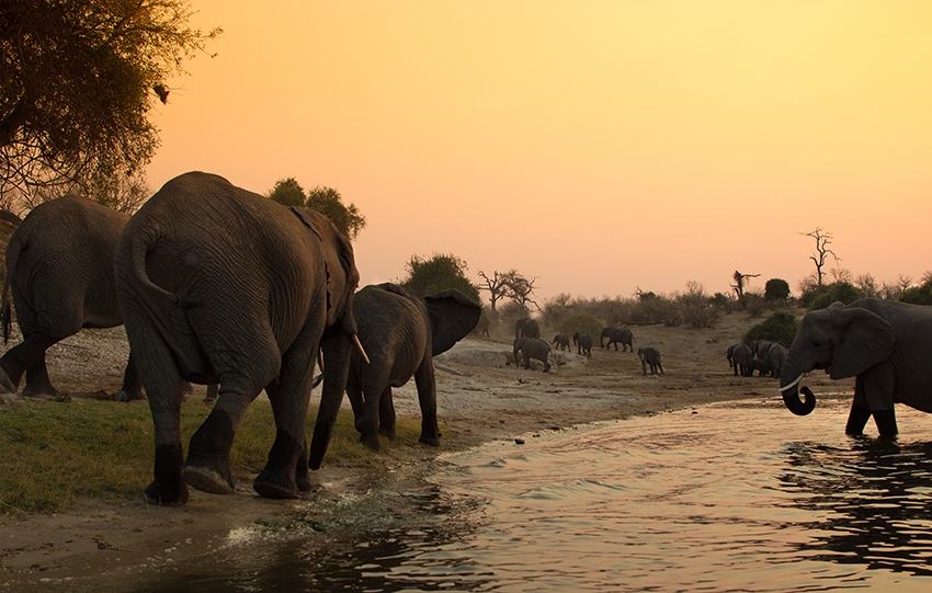 Namibia Sambesi-Region Elefanten
