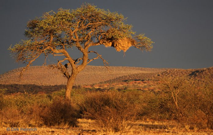 Kameldornbaum Namibia