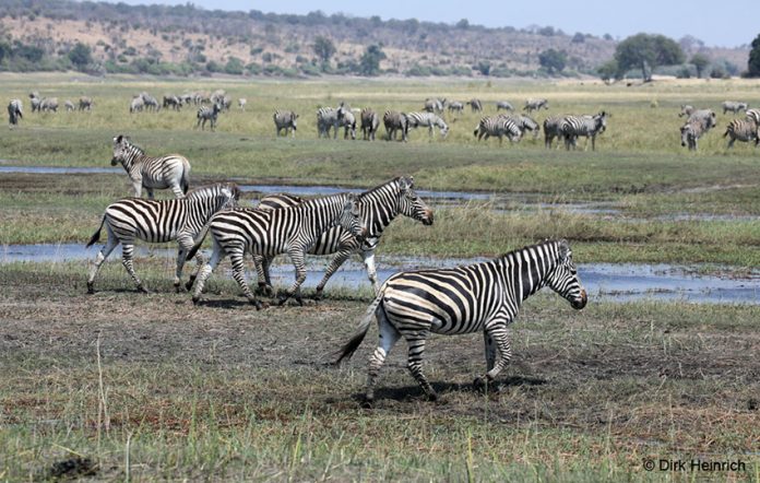 Zebras am Chobe, Namibia