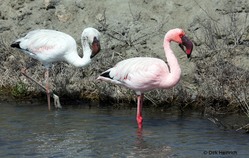 Flamingos Namibia