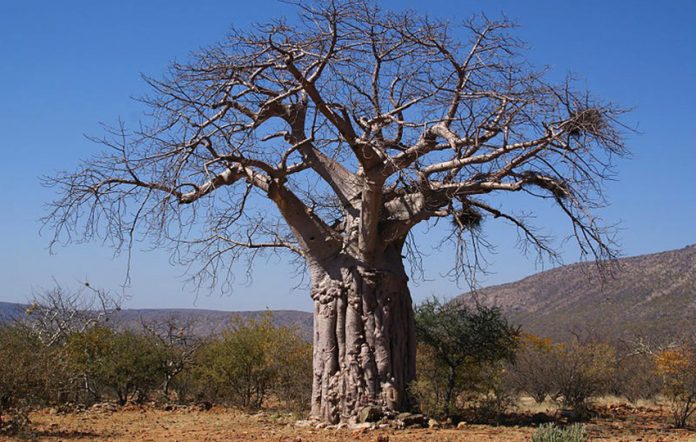 Baobab Kunene