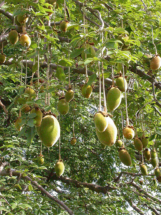 Baobabfrüchte am Baum