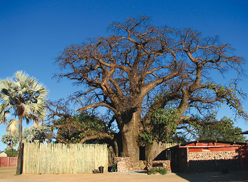 Baobab Ombalantu