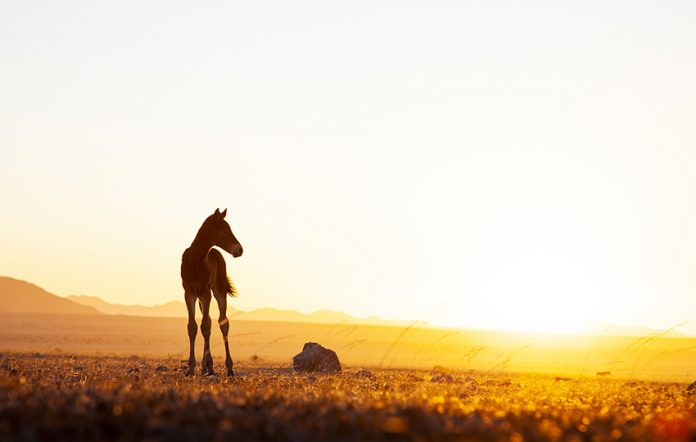 Wilde Pferde der Namib, Fohlen