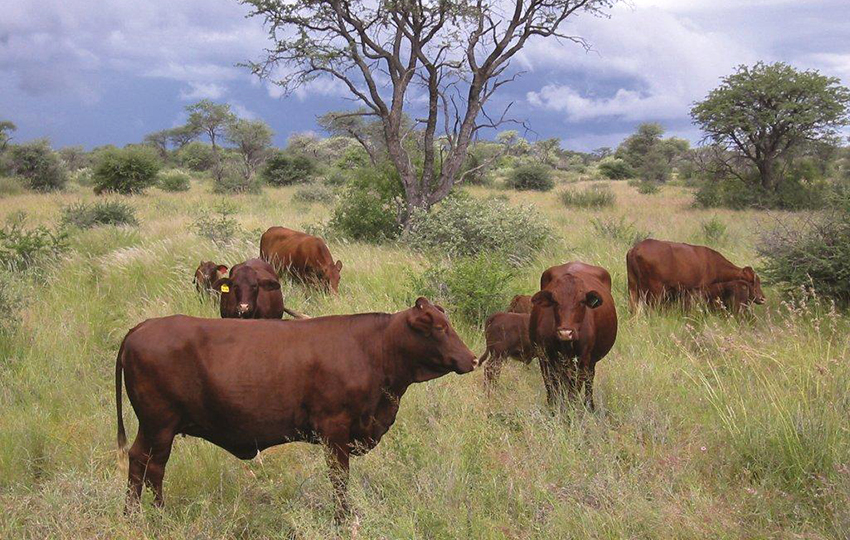 Rinder in Namibia