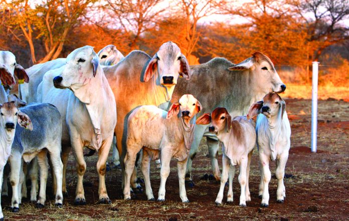 Brahman-Kühe und -Kälber