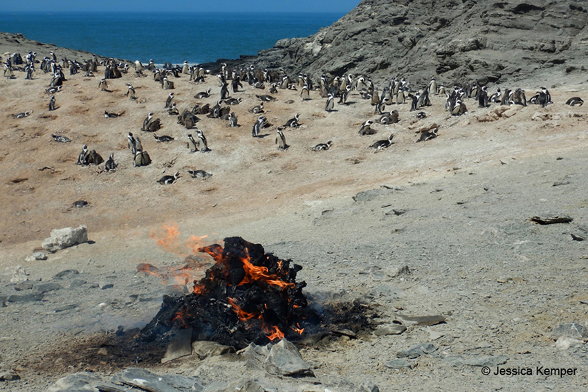 Verbrennen toter Pinguine