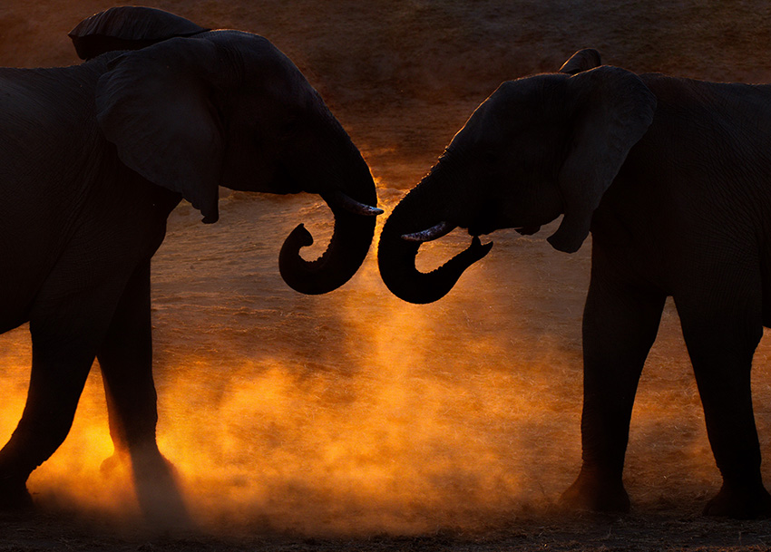 Elefantenfotografie - Sonnenuntergang