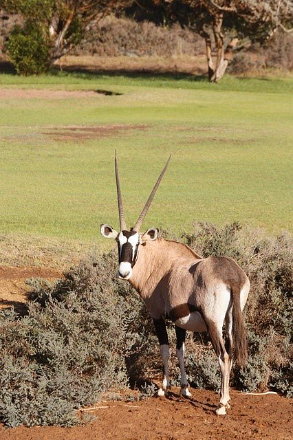 Oranjemund Golfplatz mit Oryx