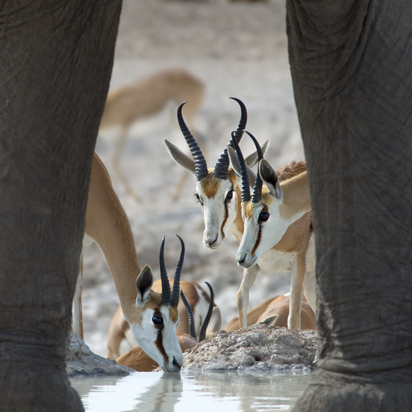 Elefantenfotografie - durch die Beine