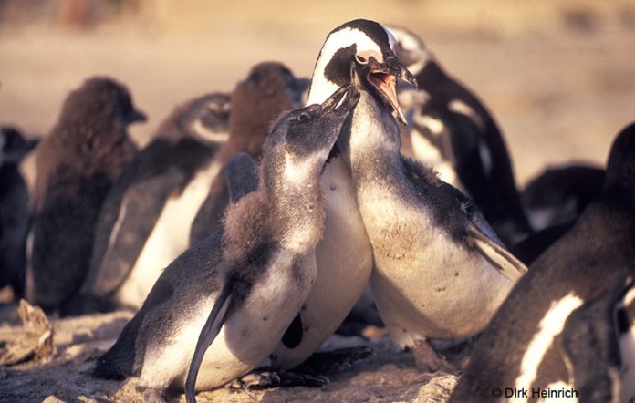Pinguine, Namibia