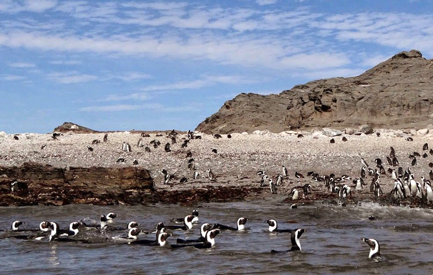 Pinguine, namibische Küste