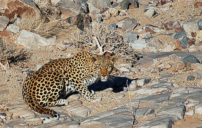 Leopard im Gondwana Canyon Park