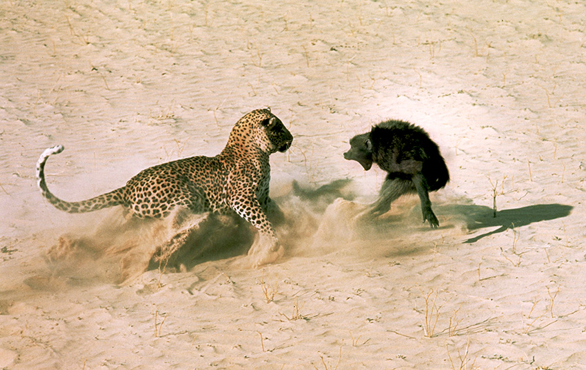 Leopard und Pavian