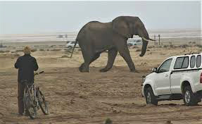 Elefant bei Swakopmund