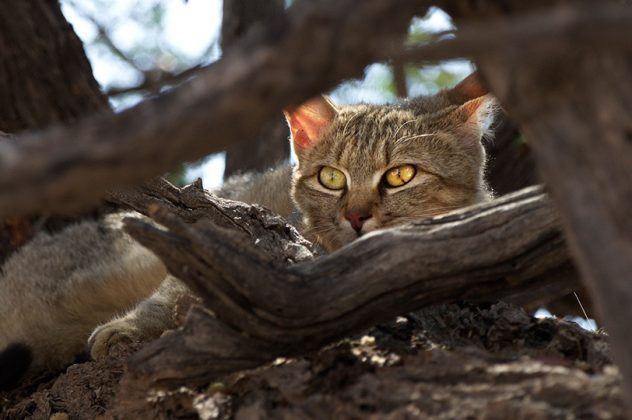 Scheue Wildkatze im Baumversteck