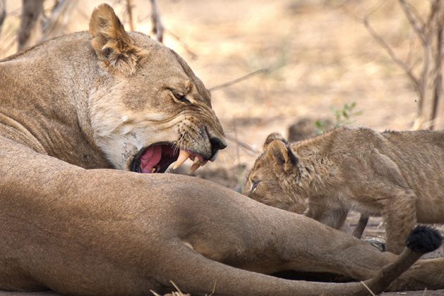 Löwenmutter und Junges