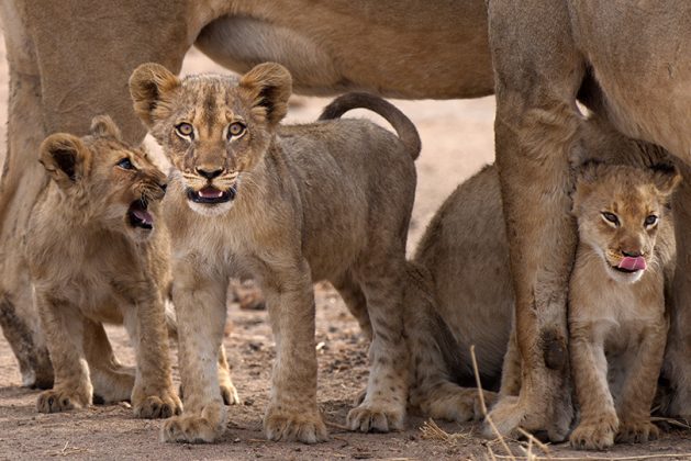 Löwen babies mit Mutter