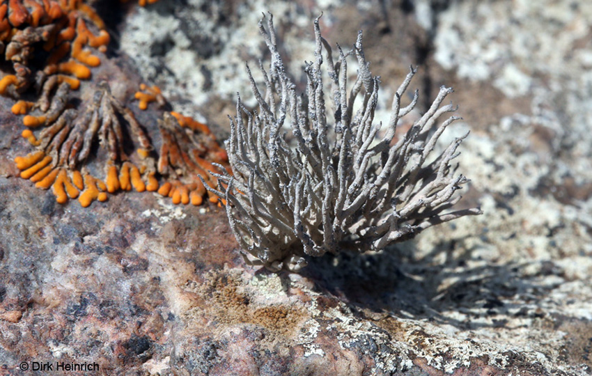 4 Santessonia hereroensis Herero-Strauchflechte Herero bush lichen