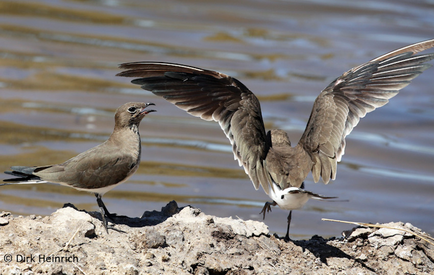 Zambezi Vögel
