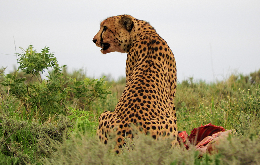 Gepard, Etosha, Namibia