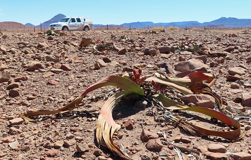 Welwitschia, Namibia