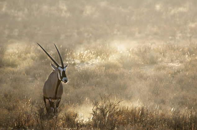 Oryxantilope in Namibia