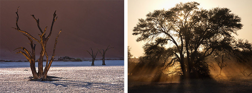 Bäume in Namibia