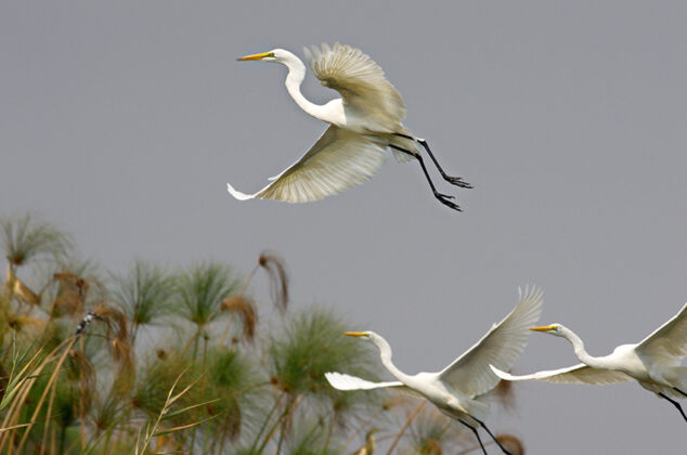 Namibias Vogelwelt