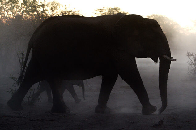 Elefant, Namibia