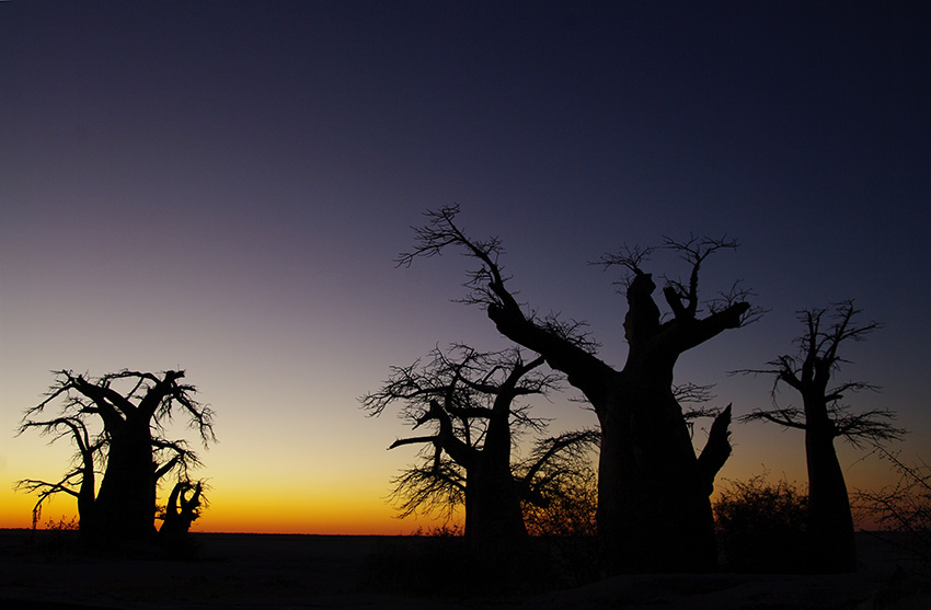 Namibia, Bäume