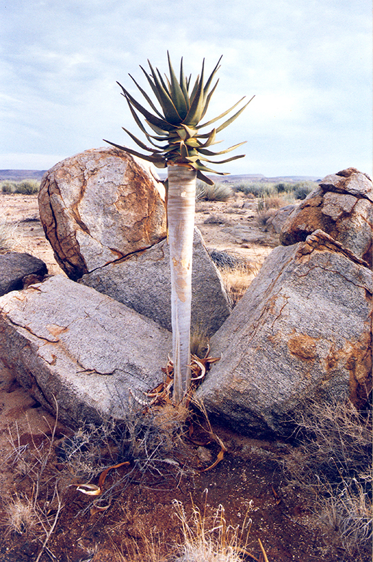 Junger Köcherbaum in Namibia