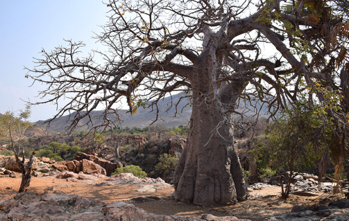 Affenbrotbaum, Namibia