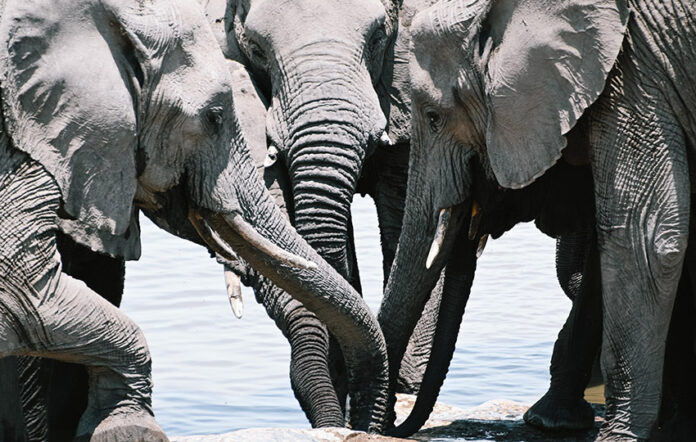 Elefanten, Namibia