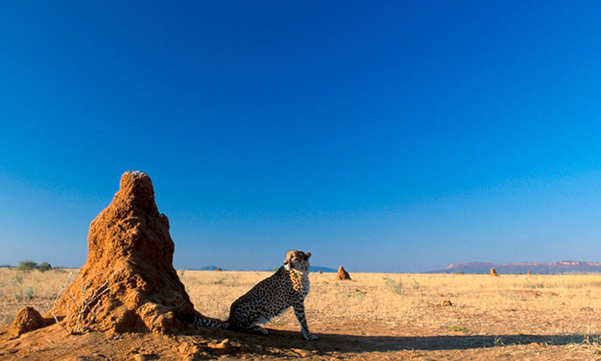 Gepard am Termitenhügel, Namibia