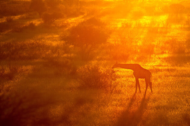 Giraffe im Sonnenuntergang, Namibia