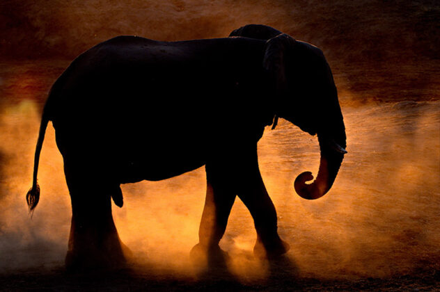Elefant im namibischen Sonnenuntergang