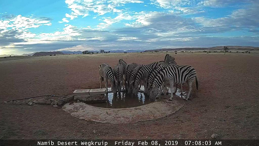 Zebras am Wasserloch in der Namib, Namibia
