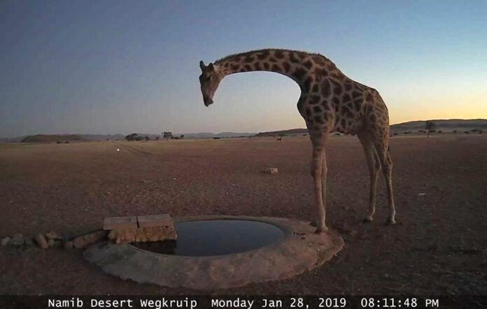 Giraffe in der Namib