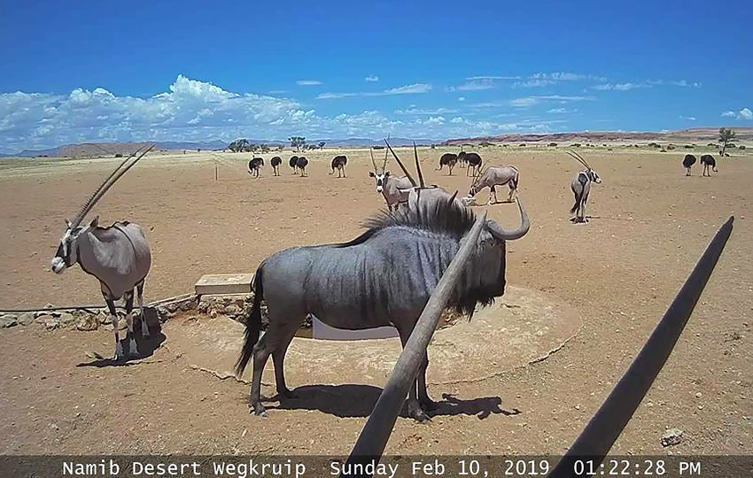 Tiere am Wasserloch in der Namib, Namibia