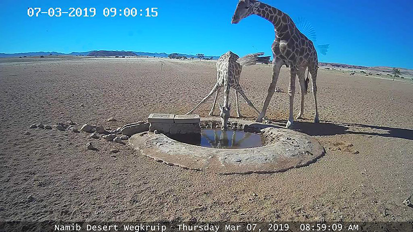 Giraffen beim Trinken in der Namib, Namibia